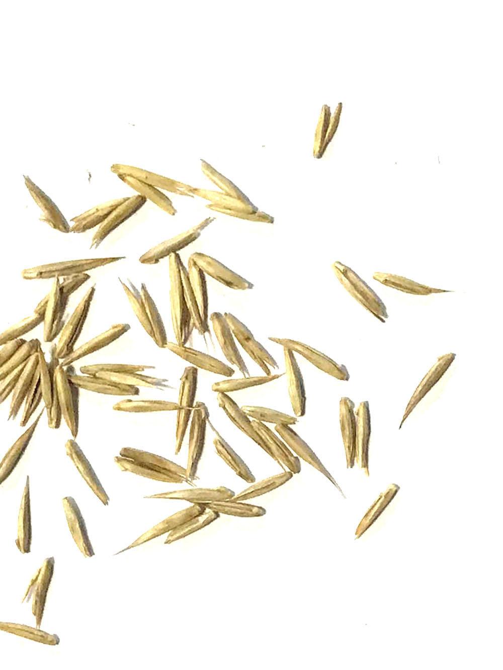 Needle and Thread Grass